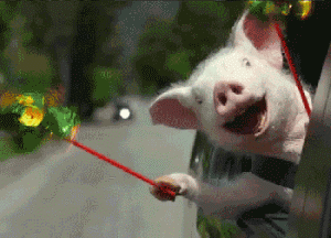 5.gif