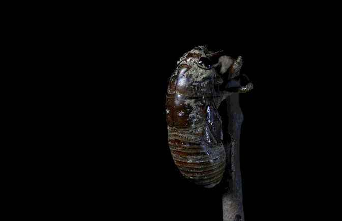 24.gif