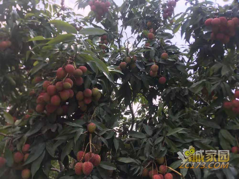 wechat_upload162221935460b11a5a5b70d