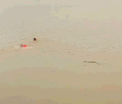 20.gif