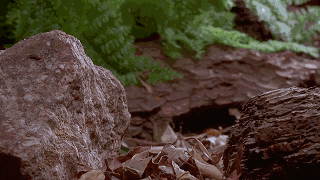 5.gif