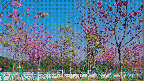 297015baf0b56f4dd2c089ea193d99e4.gif