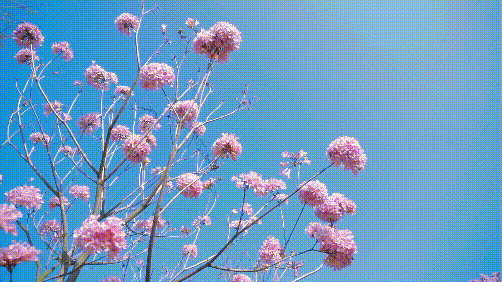 084a343e51d5496d45cede381a892a38.gif