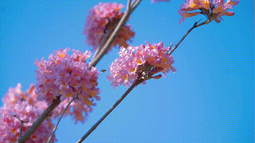 b6f42188f191dce23155ca9ecbaae9c7.gif