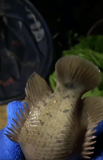 afa101644f86a528607267b6a735ed26.gif