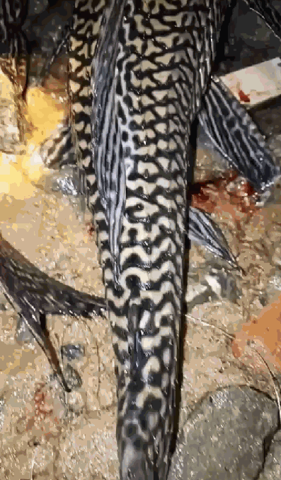 6ccc4954d5c00c955857016987e9a5ff.gif