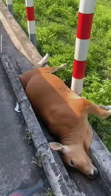 6da83c30409136b5f78ecab6ec289a09.gif