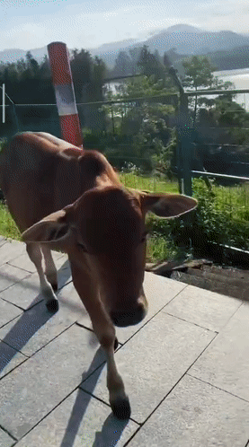 37dd73eb09883a7bcc6f72345b53edef.gif