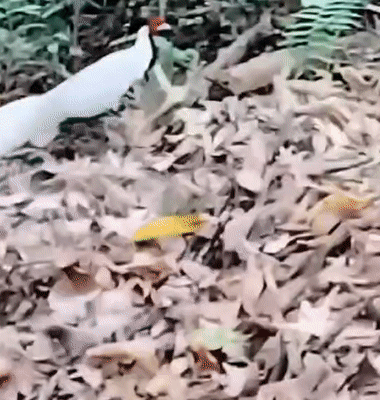 9364774d7b584386c4c3c63ca631f889.gif