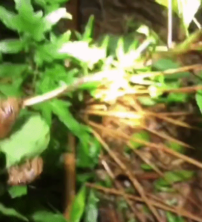 f137760d88ba41d3dd83c8863d0a10ad.gif