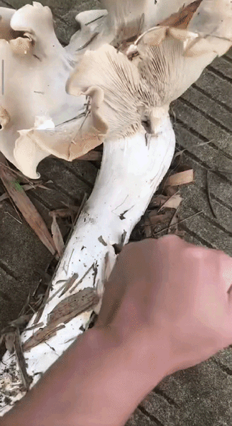 0728e90e19b4a23f9ce11d0603f4aa2b.gif