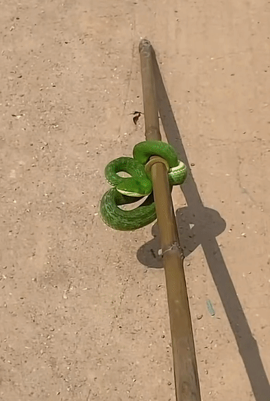 e809f5bceff94ca4cb1d47d0790a654b.gif