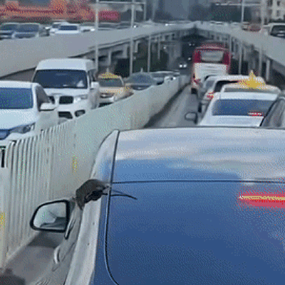 97016e45f8220362f66a79d24abfbcb1.gif