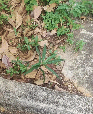 c673638a1f12899977f1d30cc09d18d4.gif