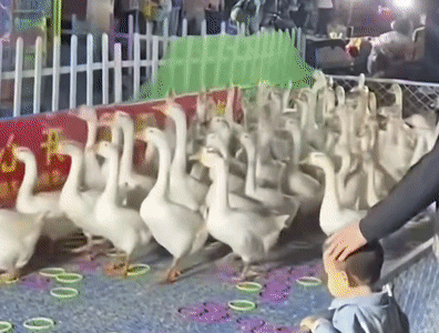 0fcdfd38f52dc9fabcbf93be761d973f.gif