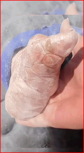 aba37794f557f999b0040fe12749fd7a.gif