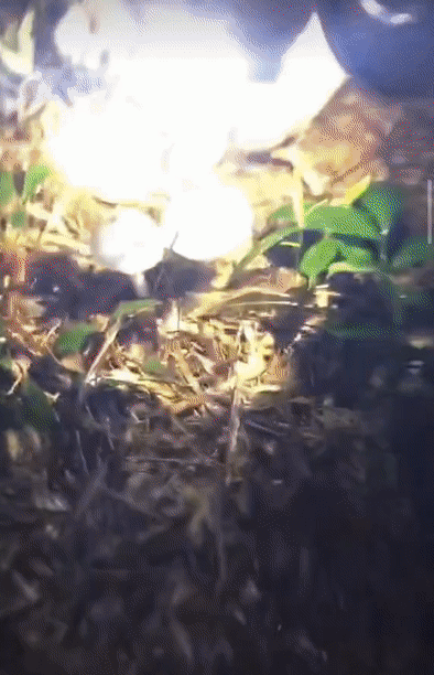 d638a62449961f1c89dfe4f7ffa52517.gif