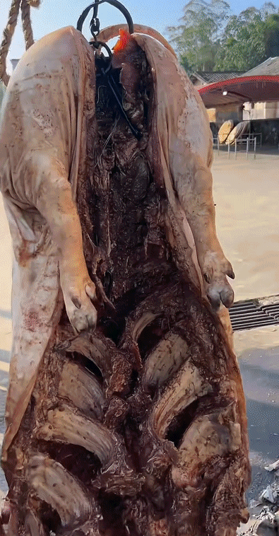 9e3578b97d796fd21f6aa684637855ef.gif