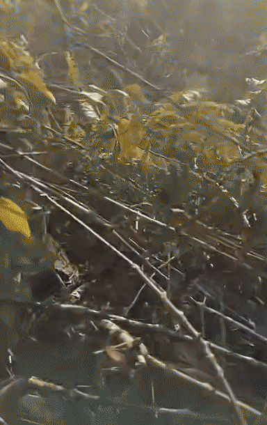 6e1bf5cf6a170a33fd7d6b4ab23effc4.gif