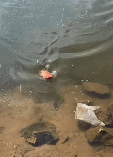 453a65c6e37bca18a8d99e49264ec3db.gif