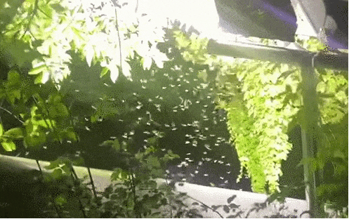 66.gif