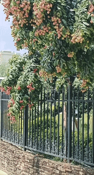 77.gif