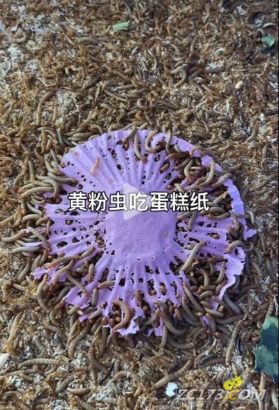 ΢Žͼ_20250710133033.png