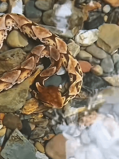 4d5e1c306e57b5501aadf4aefe2b7ce6.gif